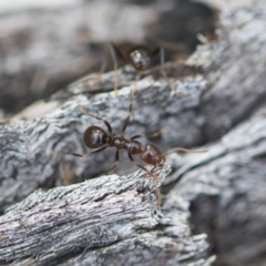 Papyrius sp (undescribed) at Hawker, ACT - 3 Oct 2022