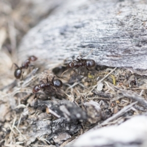 Papyrius sp (undescribed) at Hawker, ACT - 3 Oct 2022