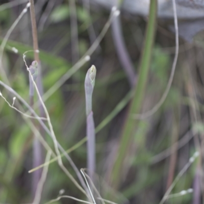 Thelymitra sp. (A Sun Orchid) at The Pinnacle - 2 Oct 2022 by AlisonMilton