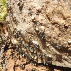 Polyrhachis ammon (Golden-spined Ant, Golden Ant) at Bullen Range - 20 Nov 2022 by HelenCross