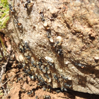 Polyrhachis ammon (Golden-spined Ant, Golden Ant) at Bullen Range - 20 Nov 2022 by HelenCross