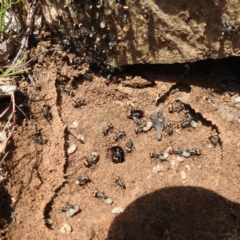 Polyrhachis ammon at Paddys River, ACT - 20 Nov 2022 02:20 PM