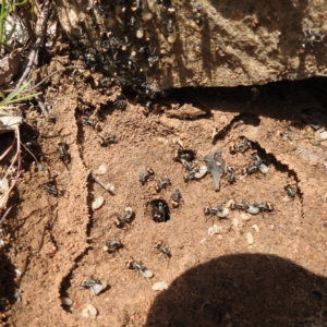 Polyrhachis ammon at Paddys River, ACT - 20 Nov 2022 02:20 PM