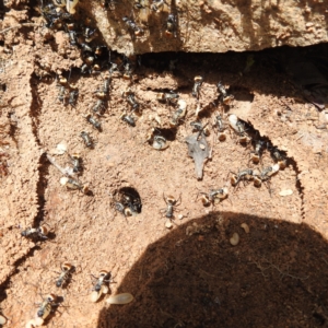 Polyrhachis ammon at Paddys River, ACT - 20 Nov 2022 02:20 PM