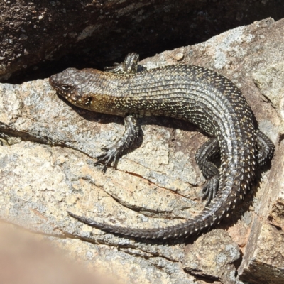 Egernia cunninghami (Cunningham's Skink) at Paddys River, ACT - 20 Nov 2022 by HelenCross