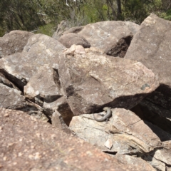 Egernia cunninghami at Paddys River, ACT - 20 Nov 2022 02:23 PM