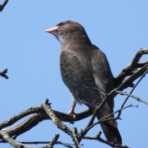 Eurystomus orientalis at Kambah, ACT - 20 Nov 2022