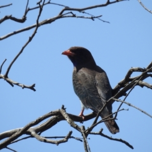 Eurystomus orientalis at Kambah, ACT - 20 Nov 2022