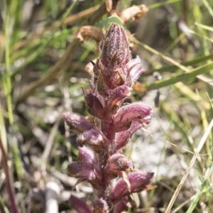 Orobanche minor at Hawker, ACT - 3 Oct 2022 11:06 AM