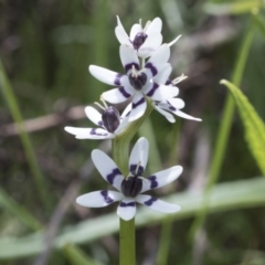 Wurmbea dioica subsp. dioica (Early Nancy) at The Pinnacle - 3 Oct 2022 by AlisonMilton