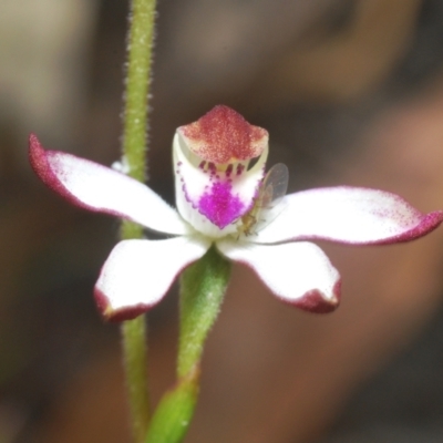 Caladenia moschata (Musky Caps) at Tinderry, NSW - 20 Nov 2022 by Harrisi