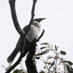 Philemon corniculatus (Noisy Friarbird) at Hawker, ACT - 2 Oct 2022 by AlisonMilton