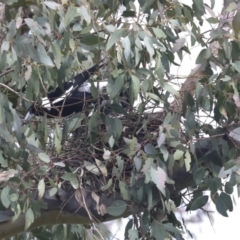 Gymnorhina tibicen (Australian Magpie) at Hawker, ACT - 2 Oct 2022 by AlisonMilton