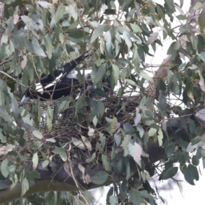 Gymnorhina tibicen at Hawker, ACT - 3 Oct 2022