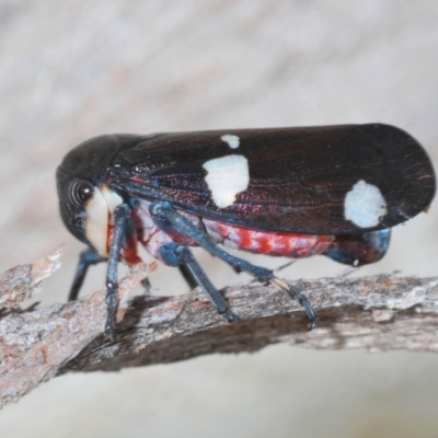 Eurymela distincta (Gumtree leafhopper) at Bobundara, NSW - 18 Nov 2022 by Harrisi