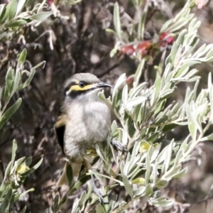 Caligavis chrysops at Hawker, ACT - 3 Oct 2022 10:15 AM