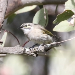 Caligavis chrysops at Hawker, ACT - 3 Oct 2022