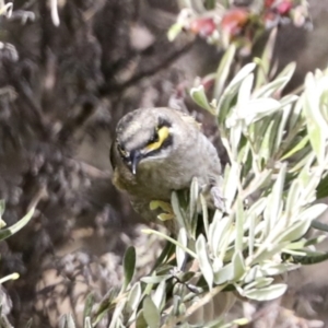 Caligavis chrysops at Hawker, ACT - 3 Oct 2022