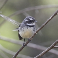 Rhipidura albiscapa (Grey Fantail) at Hawker, ACT - 3 Oct 2022 by AlisonMilton