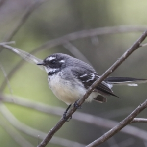 Rhipidura albiscapa at Hawker, ACT - 3 Oct 2022