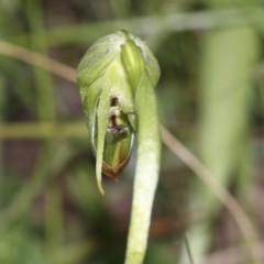 Pterostylis nutans at Hawker, ACT - suppressed