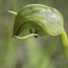 Pterostylis nutans at Hawker, ACT - suppressed