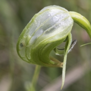 Pterostylis nutans at Hawker, ACT - suppressed