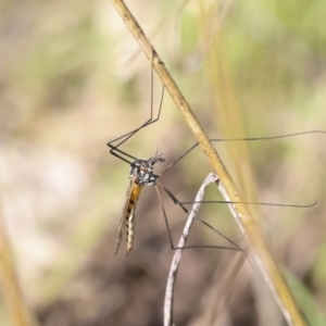 Ptilogyna sp. (genus) at Hawker, ACT - 3 Oct 2022