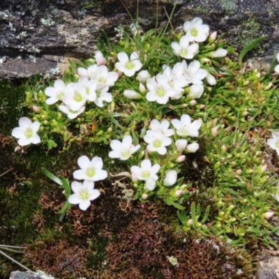 Montia australasica (White Purslane) at Mount Clear, ACT - 19 Nov 2022 by MatthewFrawley