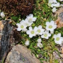 Montia australasica at Mount Clear, ACT - 19 Nov 2022