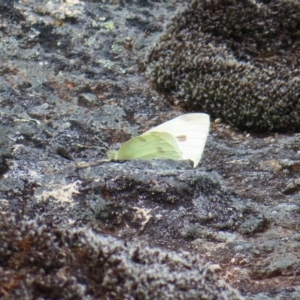 Pieris rapae at Mount Clear, ACT - 19 Nov 2022 01:29 PM