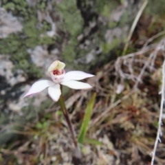 Caladenia alpina (Mountain Caps) at Mount Clear, ACT - 19 Nov 2022 by MatthewFrawley