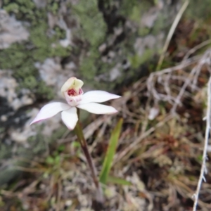 Caladenia alpina at Mount Clear, ACT - suppressed