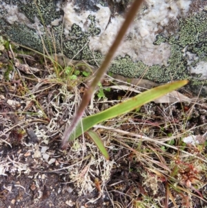 Caladenia alpina at Mount Clear, ACT - suppressed