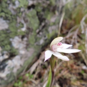 Caladenia alpina at Mount Clear, ACT - suppressed