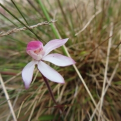 Caladenia alpina at Mount Clear, ACT - suppressed