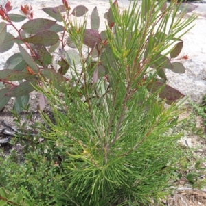 Hakea lissosperma at Mount Clear, ACT - 19 Nov 2022