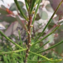 Hakea lissosperma at Mount Clear, ACT - 19 Nov 2022