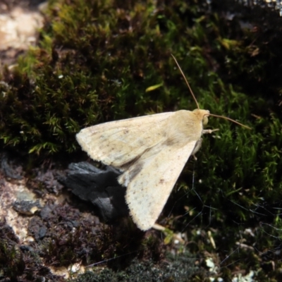 Helicoverpa (genus) (A bollworm) at Mount Clear, ACT - 19 Nov 2022 by MatthewFrawley