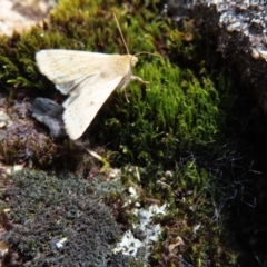 Helicoverpa (genus) at Mount Clear, ACT - 19 Nov 2022 01:42 PM