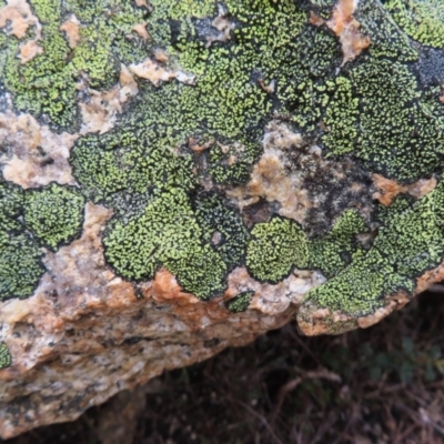 Rhizocarpon geographicum at Mount Clear, ACT - 19 Nov 2022 by MatthewFrawley