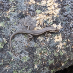 Pseudemoia spenceri (Spencer's Skink) at Mount Clear, ACT - 19 Nov 2022 by MatthewFrawley