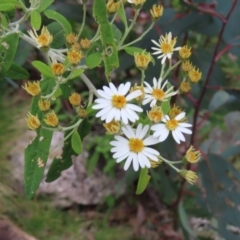 Olearia lirata (Snowy Daisybush) at Yaouk, NSW - 19 Nov 2022 by MatthewFrawley