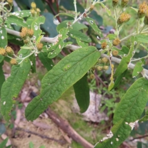 Olearia lirata at Yaouk, NSW - 19 Nov 2022 03:34 PM