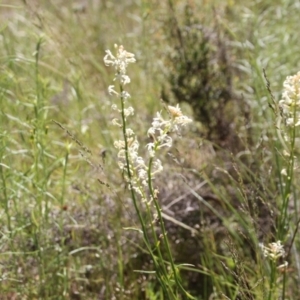 Stackhousia monogyna at Cooma, NSW - 18 Nov 2022