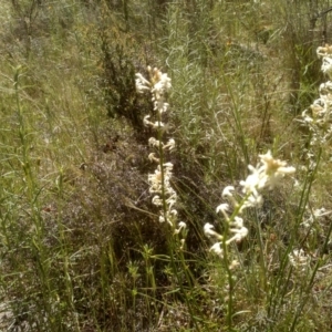 Stackhousia monogyna at Cooma, NSW - 18 Nov 2022