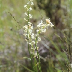 Stackhousia monogyna at Cooma, NSW - 18 Nov 2022