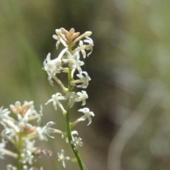 Stackhousia monogyna at Cooma, NSW - 18 Nov 2022