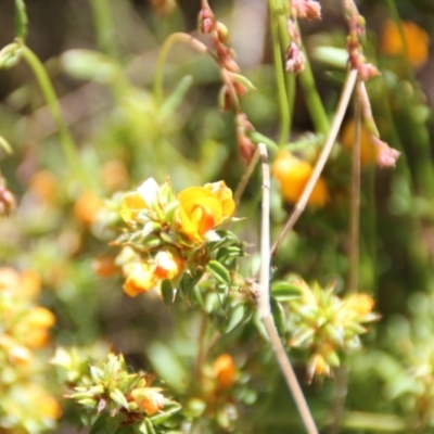 Pultenaea procumbens (Bush Pea) at Cooma, NSW - 18 Nov 2022 by mahargiani