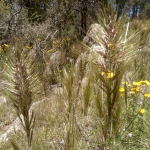 Austrostipa densiflora at Cooma, NSW - 18 Nov 2022